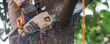 Best Tree Mulching  in Lindsay, CA